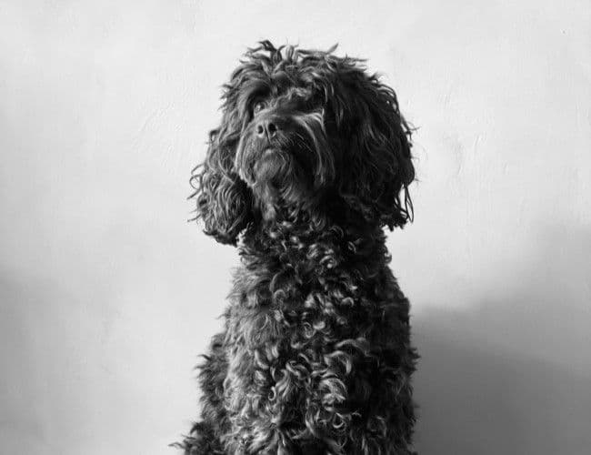 Bailey